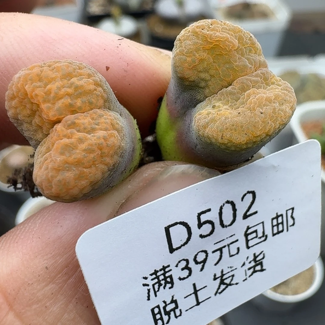 燕***爷502多肉哈哈哈哈哈哈吧