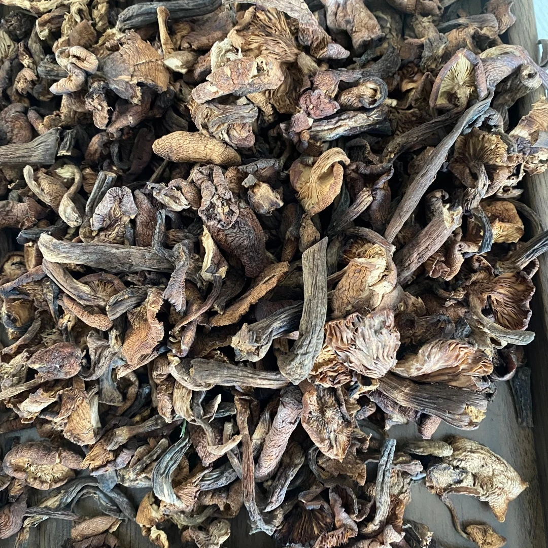 东北特产无根榛蘑干货可用于小鸡炖蘑菇长白山榛蘑干蘑菇顺丰包邮