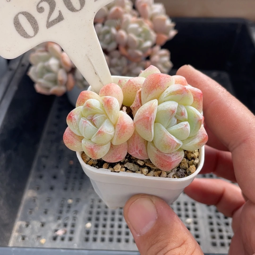 0201冰玉不带盆6厘米