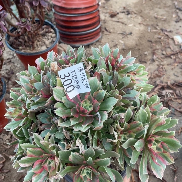 300光辉七彩手捧1