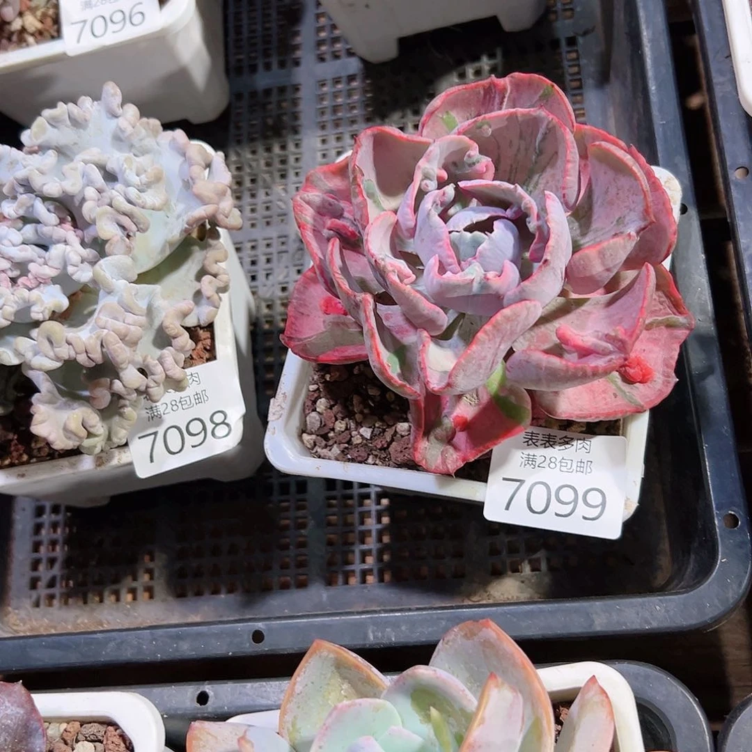 无花朵A**y多肉一物一拍7099