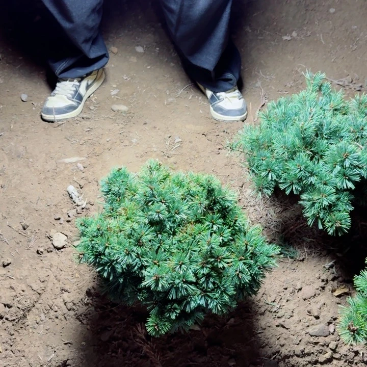 无花朵茶f h j k