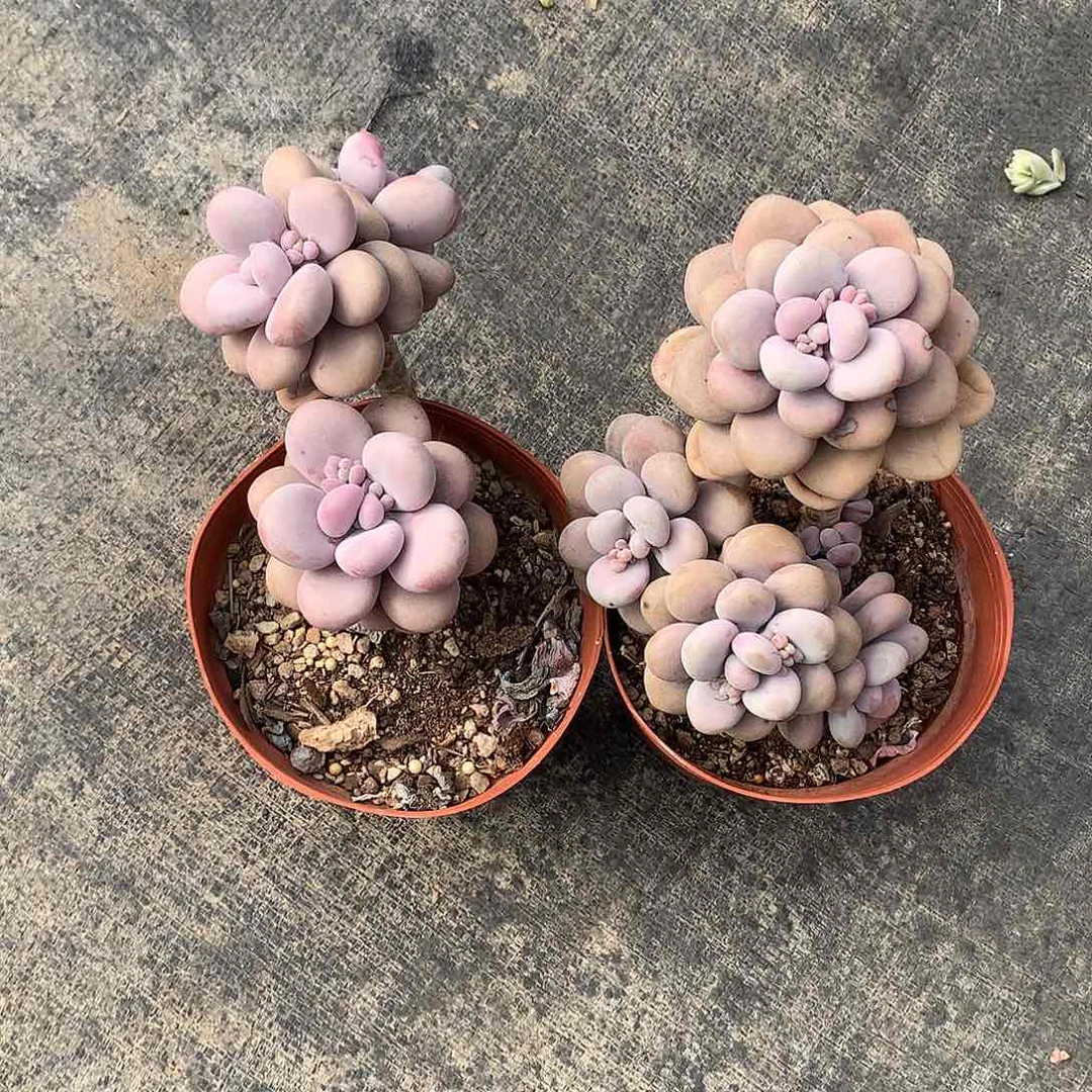 圆叶桃蛋一物一拍两颗