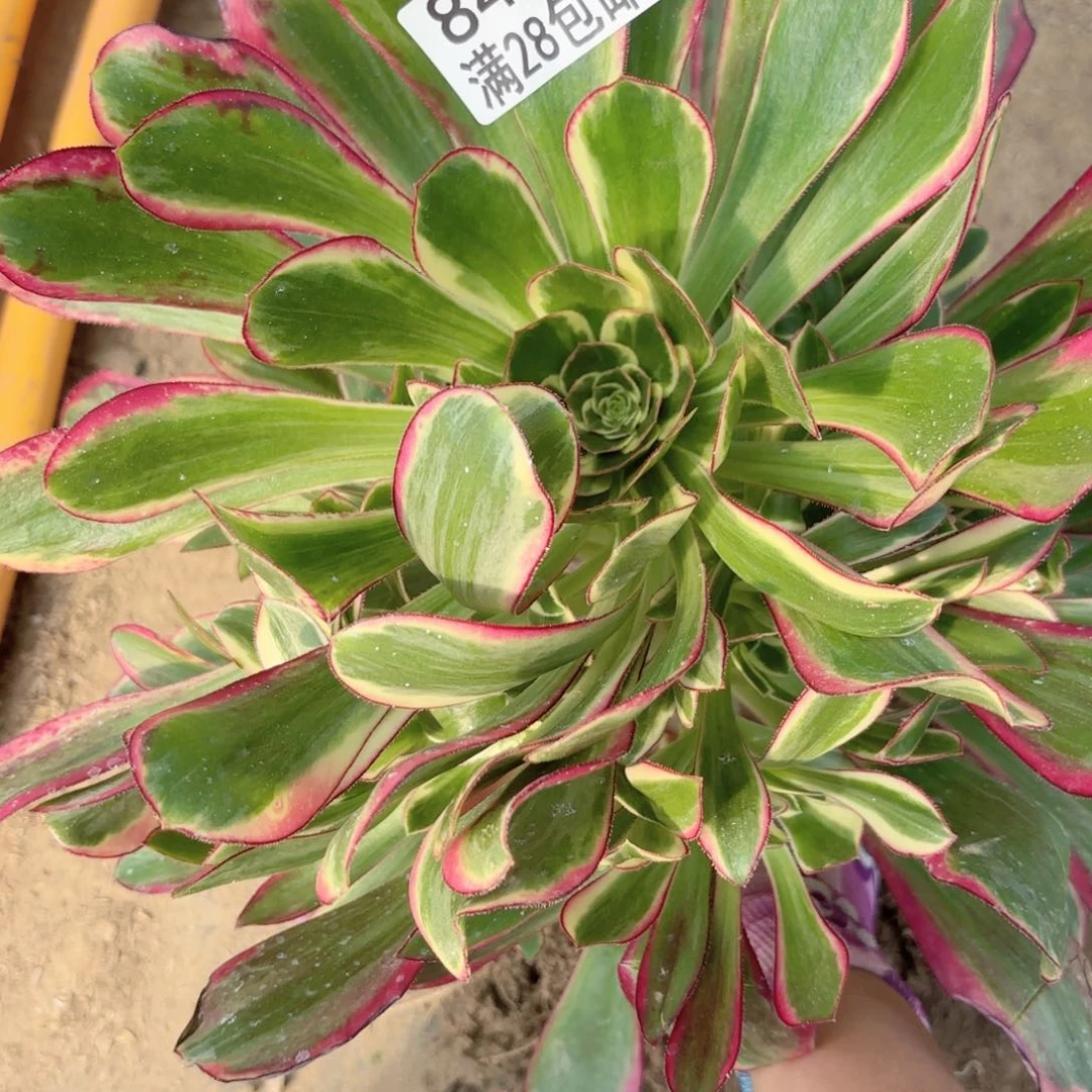 B. 8404冰淇淋多肉