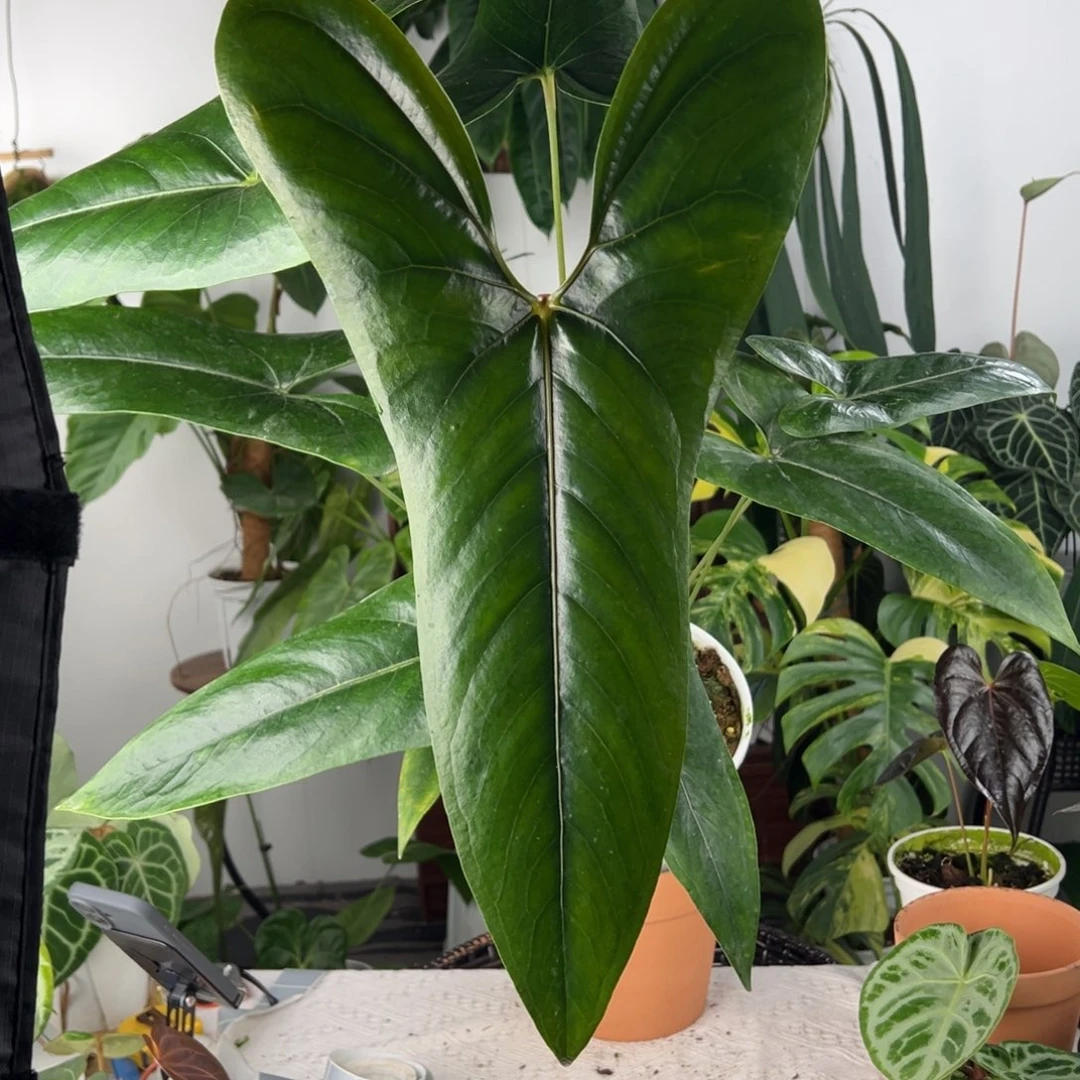 完全开放进口小羊皮母本