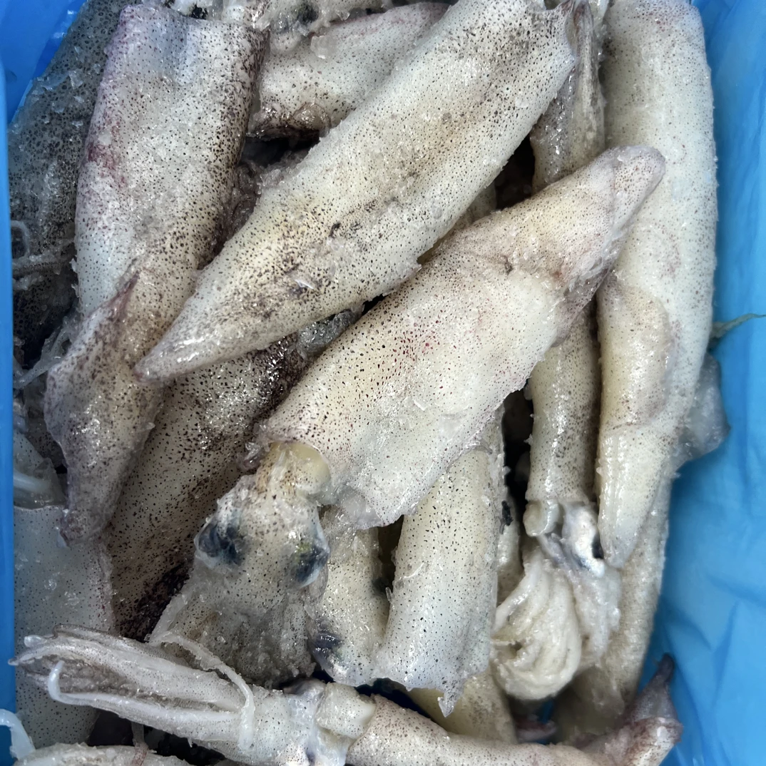 新鲜海捕船冻海兔笔管鱿鱼公母混装顺丰火锅清蒸炖煮原浆鲜美