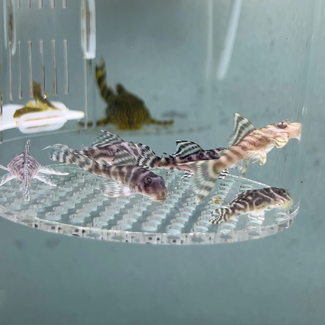 工具鱼333一组6条4厘米