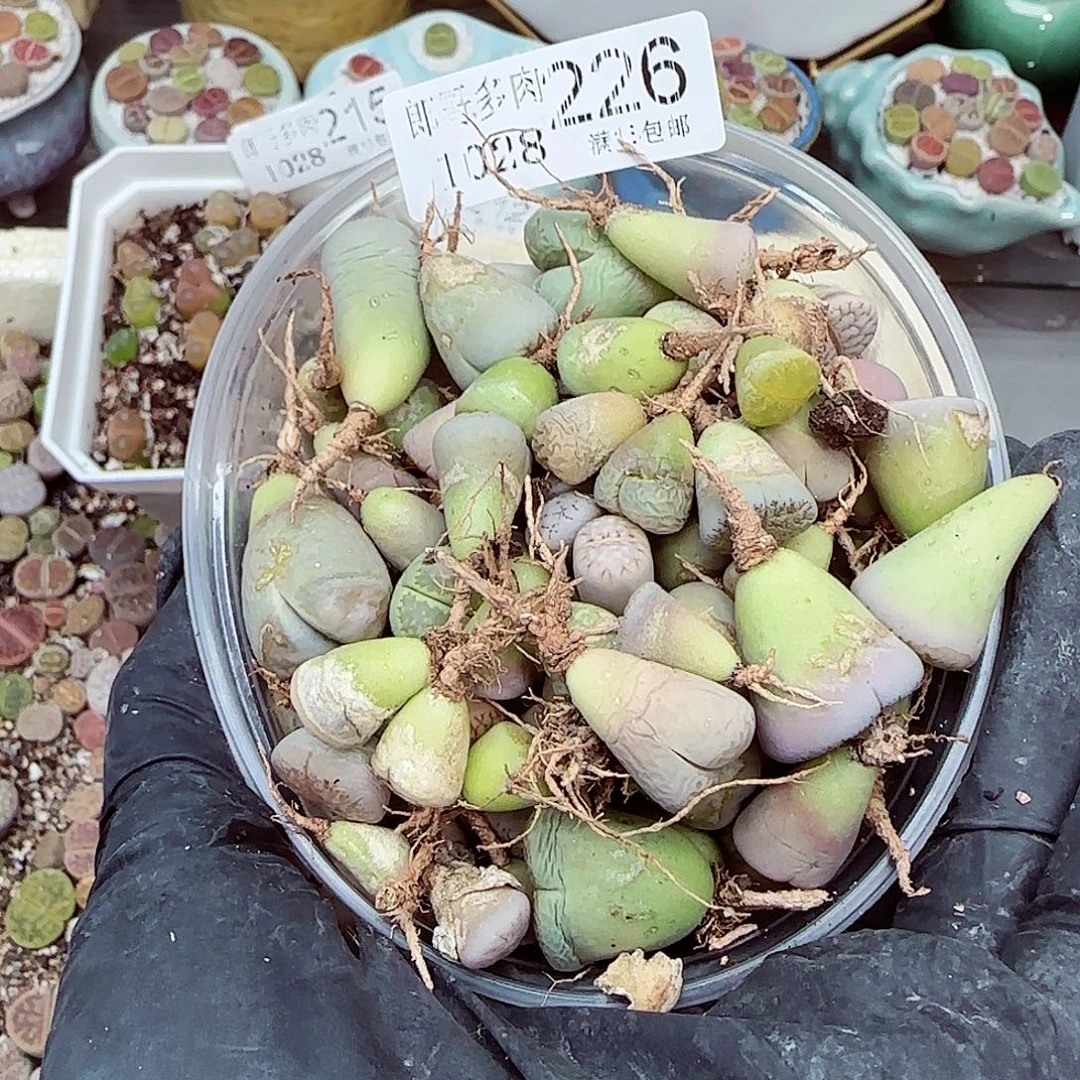 生石花满18包邮1028-226