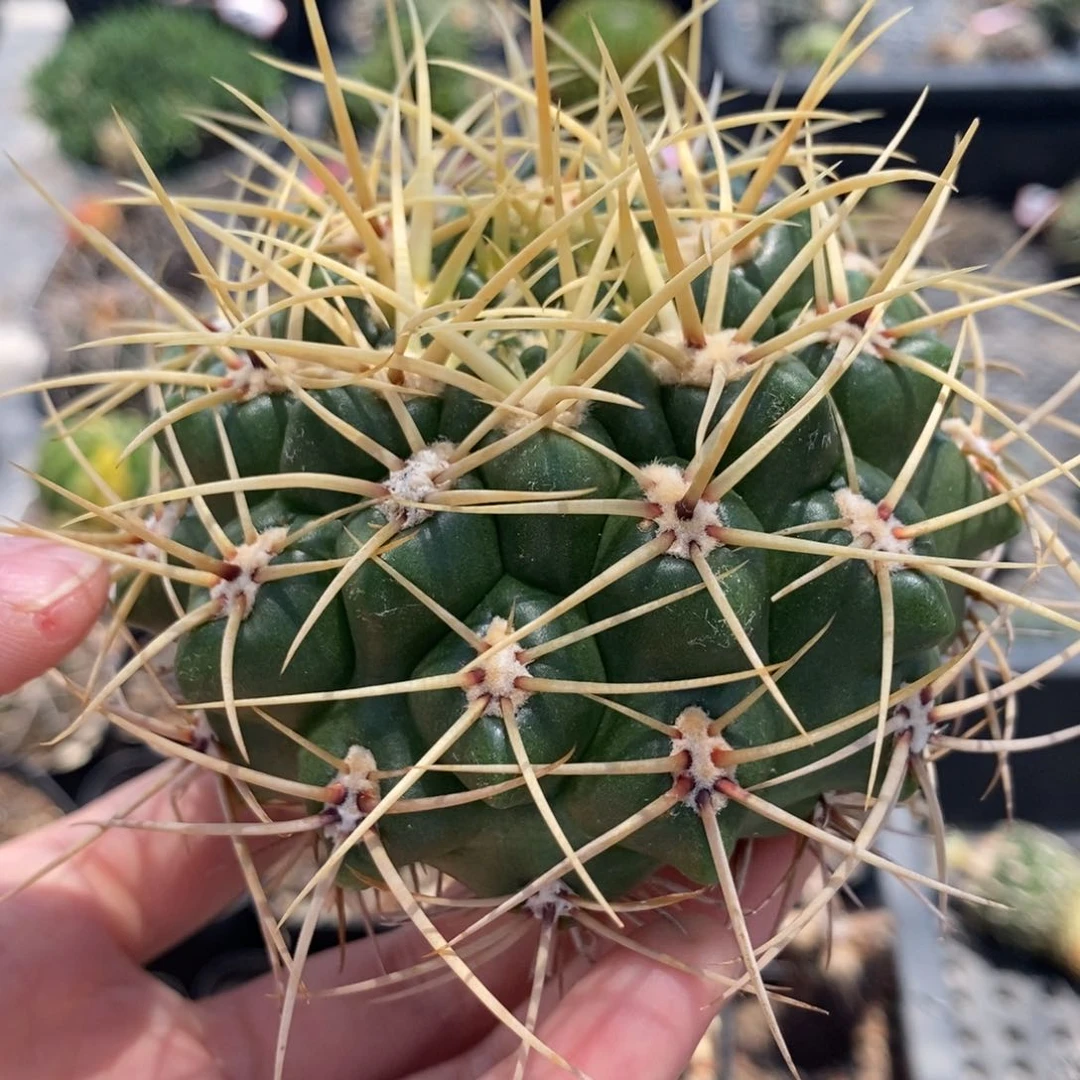 植播园艺优选云龙