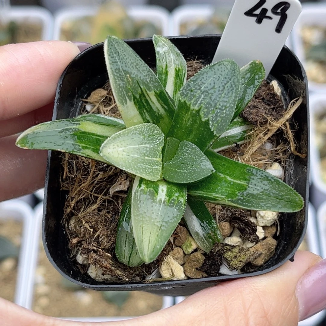49磨面寿锦福利专场