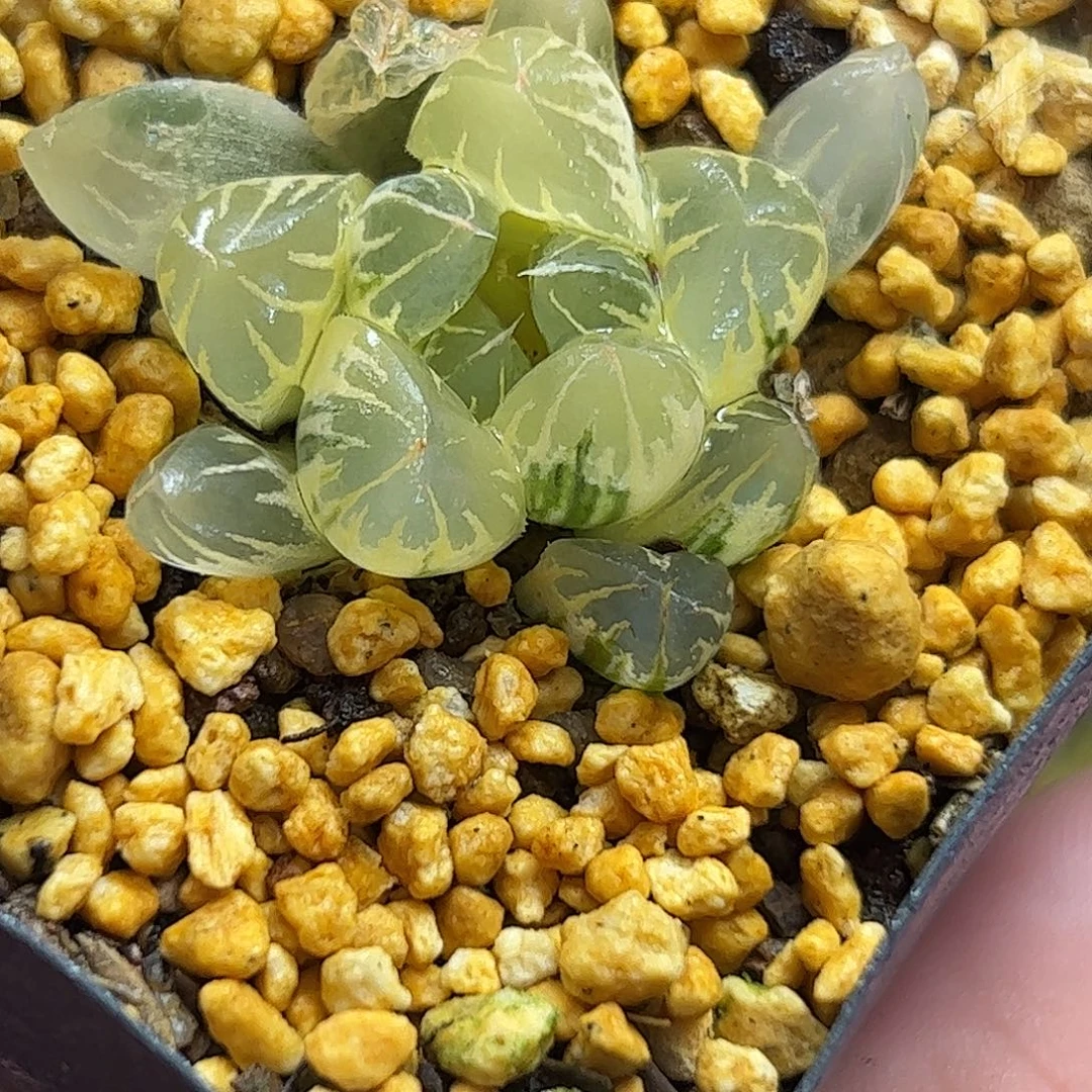 糊斑北极之光十二卷