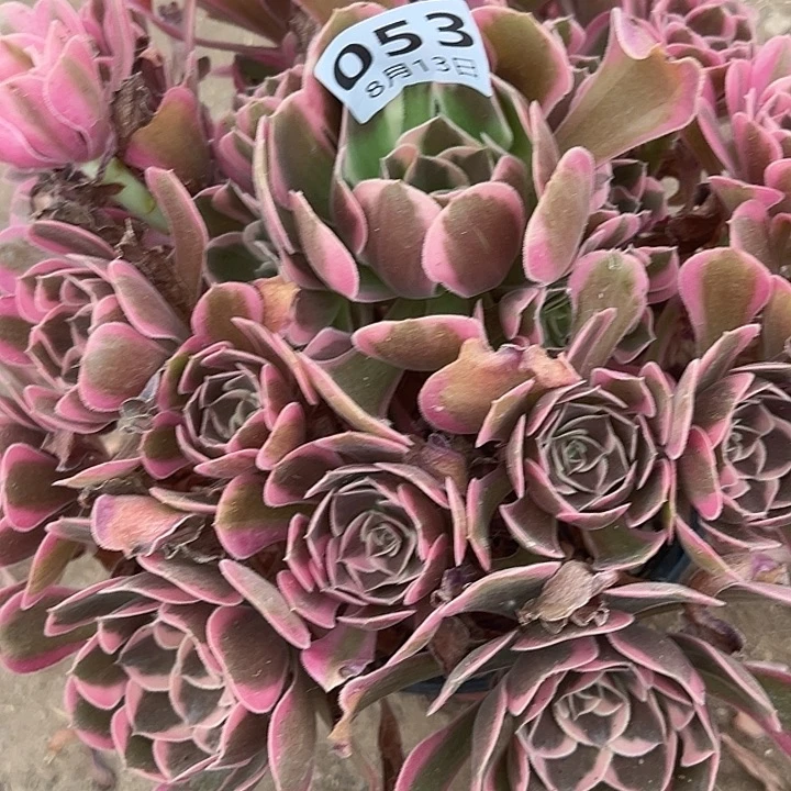 8.13-53花样年华多肉5