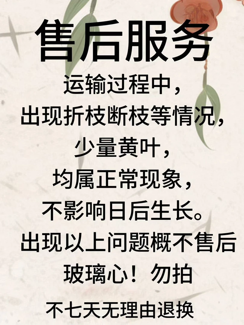 中国红正红色玫瑰月季花盆栽室内外阳台新手易养护