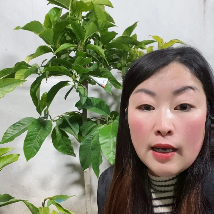 白兰花是真的好看