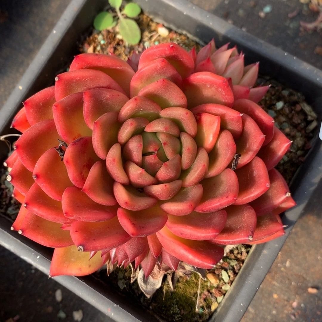 5351杂交精品基地10厘米