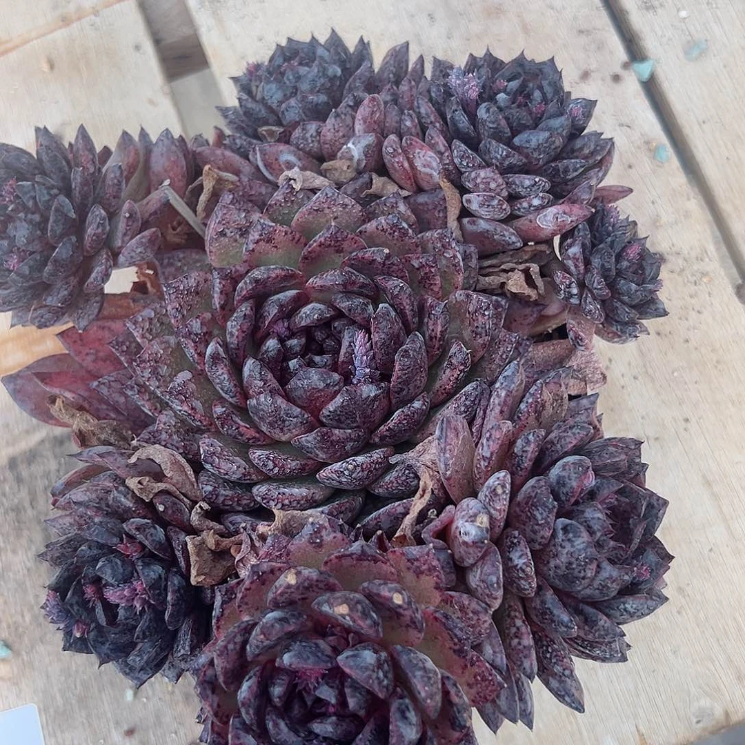 我*好多肉7544植物