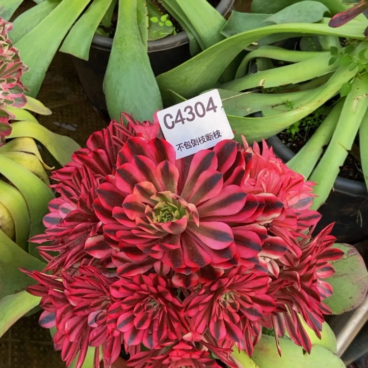 【闪购商品】4304粉黑瞳多肉