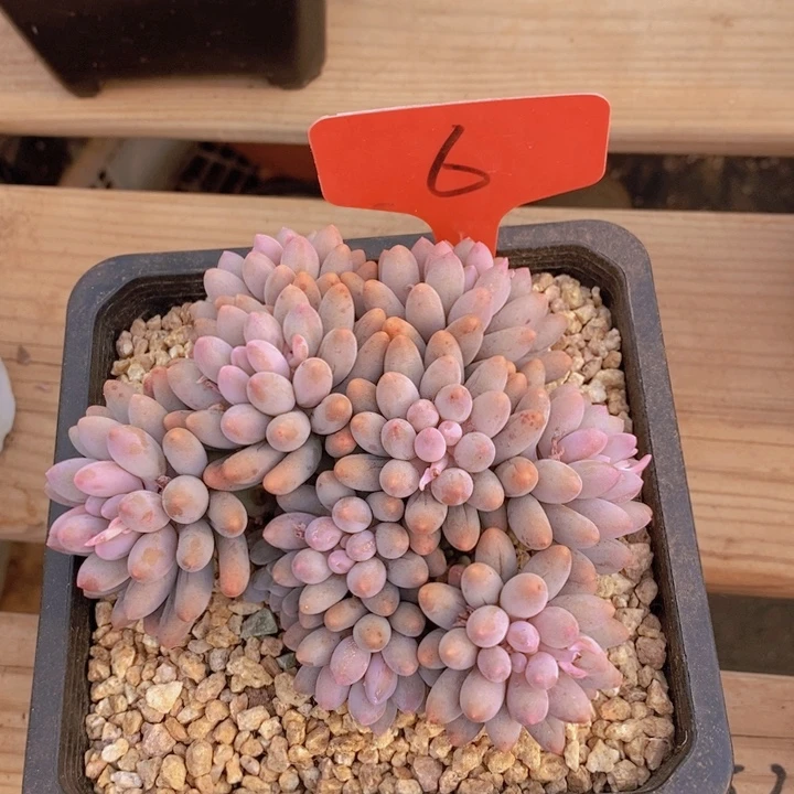 是因为要和他们玩