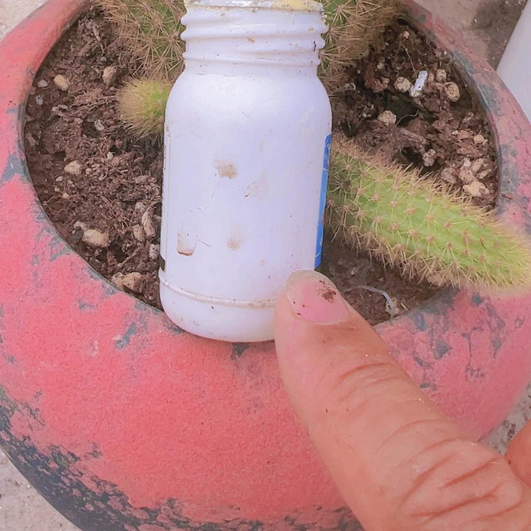 【闪购商品】自用杀菌多肉