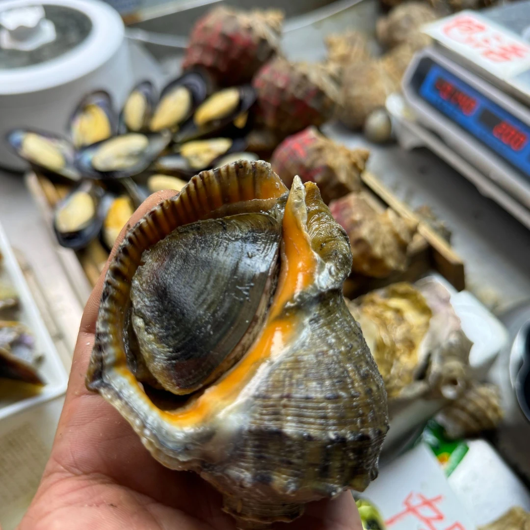 鲜活大海螺送小红扇贝一口螺肉一口鲜美味在舌尖