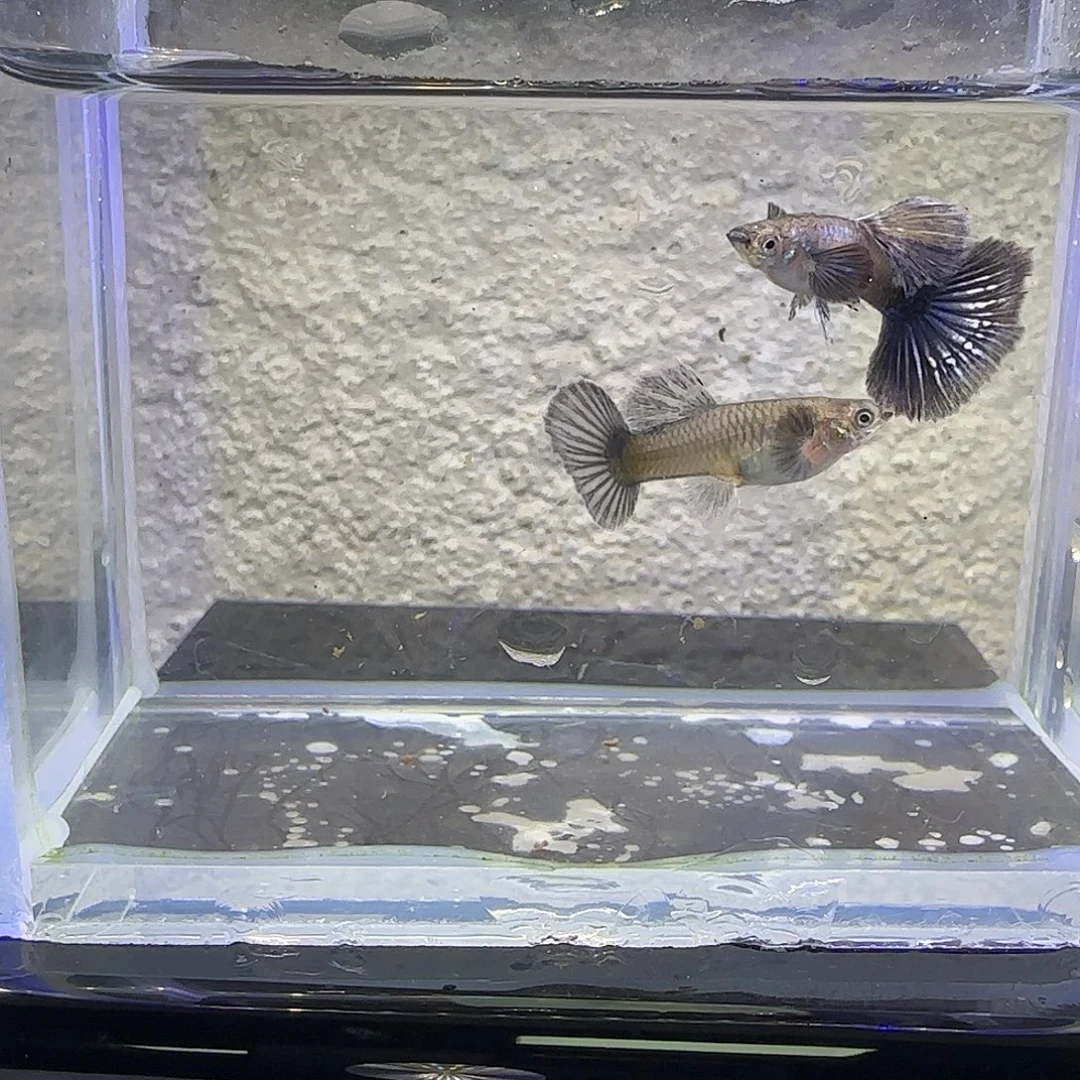 孔雀鱼紫罗兰半月尾（39号）