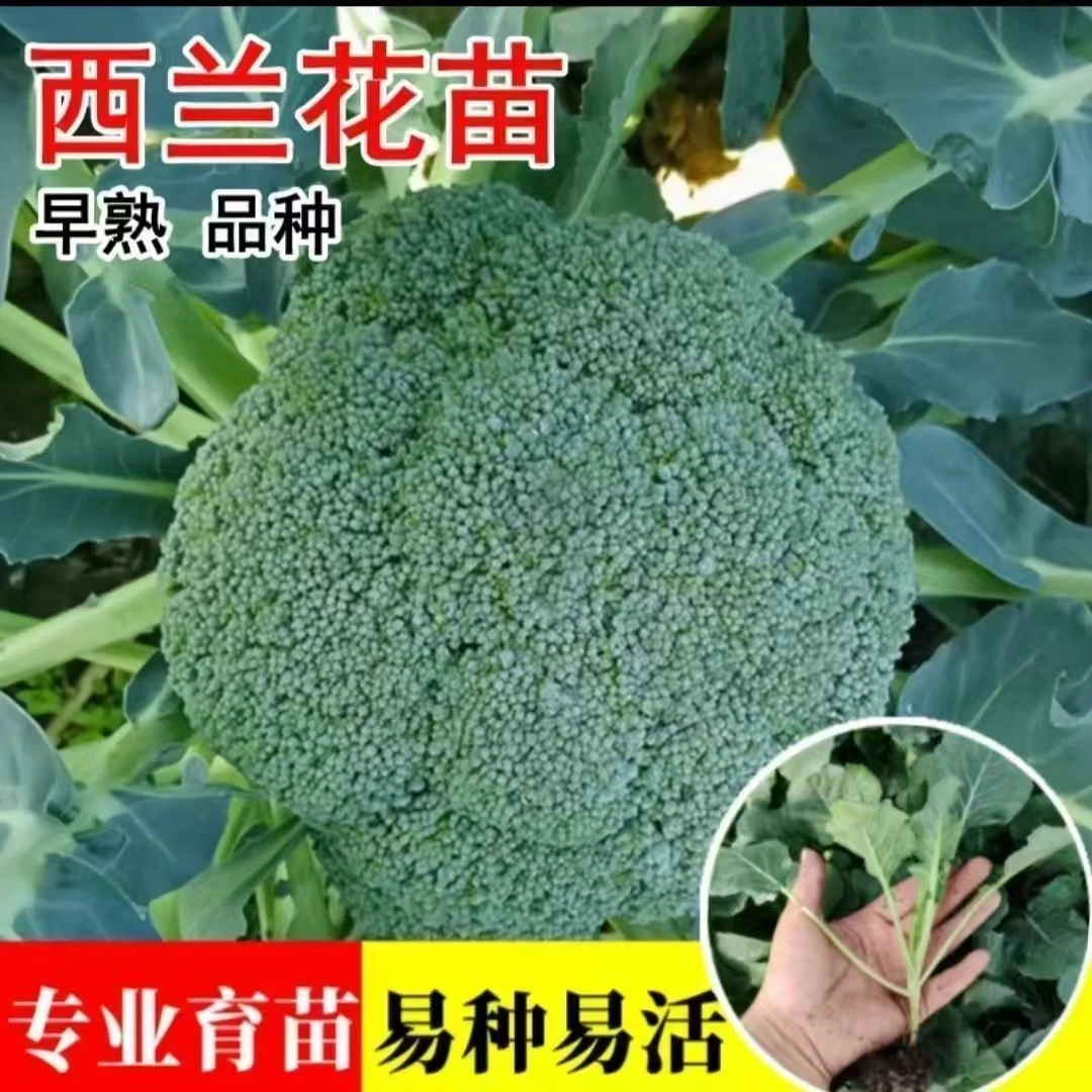 西兰花秧苗西兰花苗花苗白菜花秧苗花椰菜苗秋季有机花苗抗寒花菜
