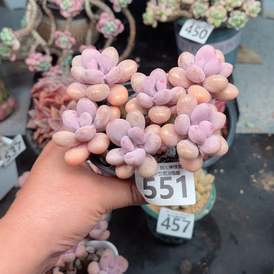 糖果桃蛋6头无盆土发货