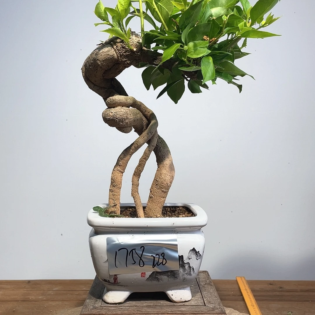 无花朵三角梅高度45厘米左右金夫人