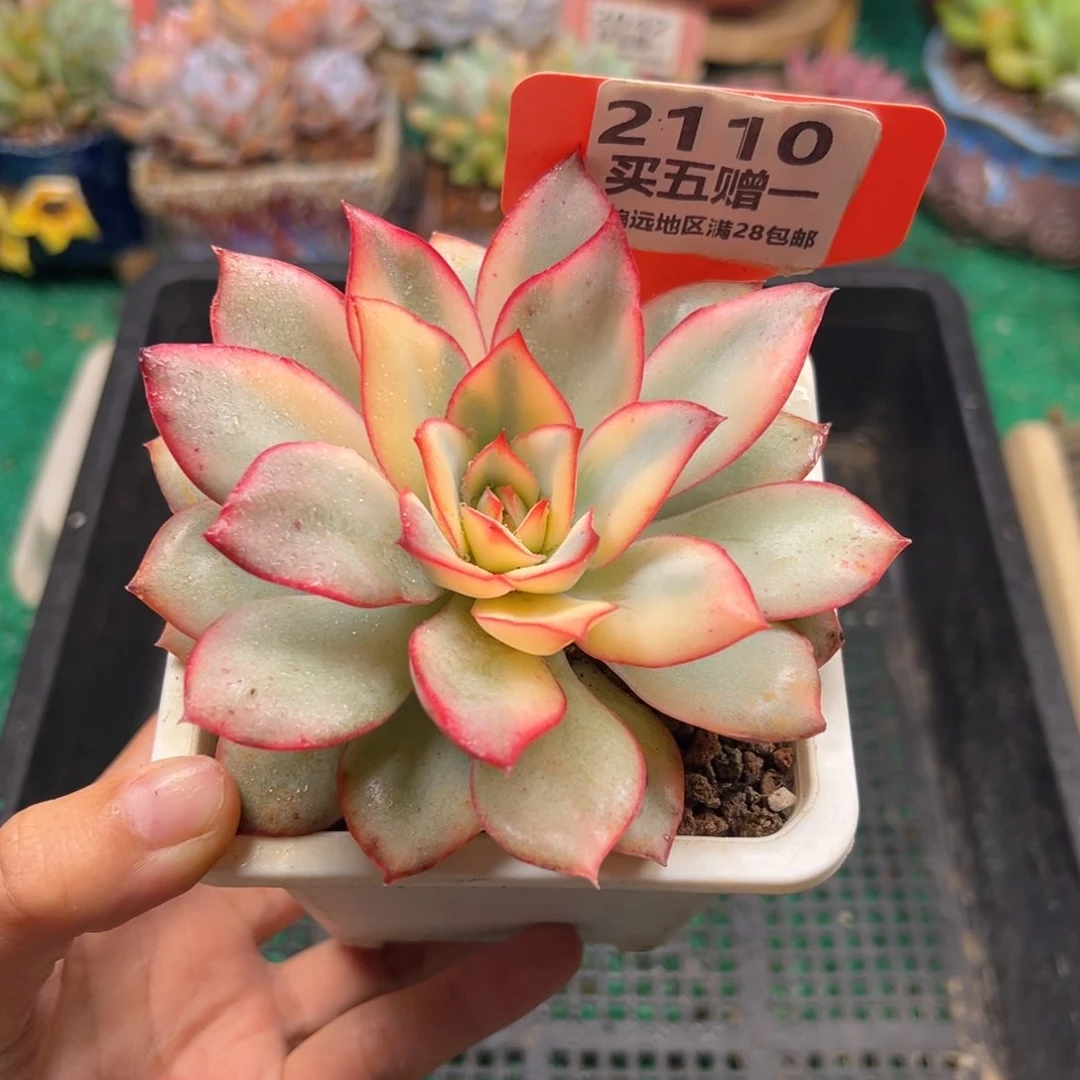 表妹精品多肉2110.