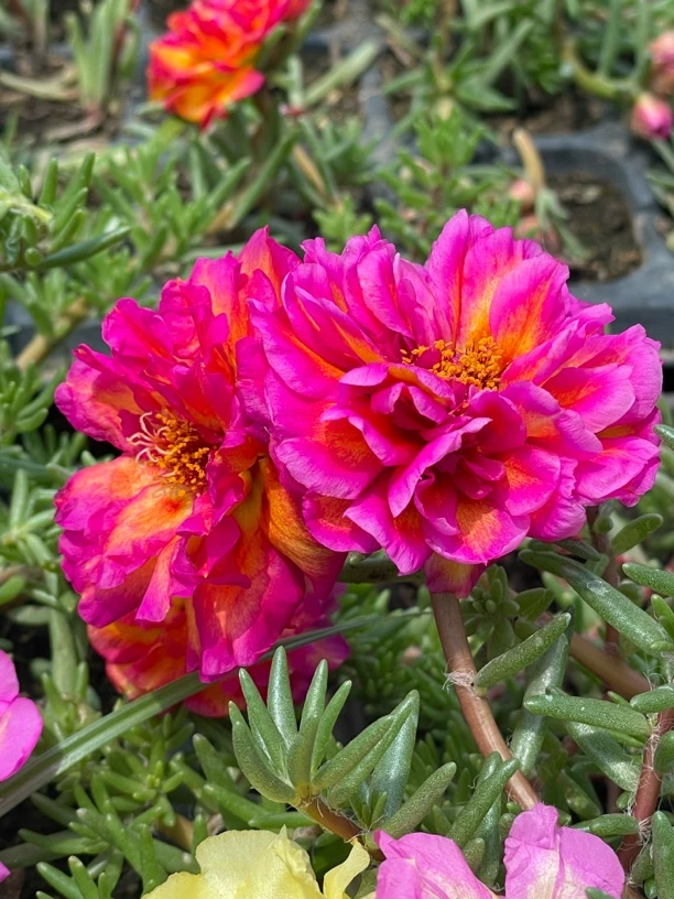 籽播太阳花双重瓣，可变异复色