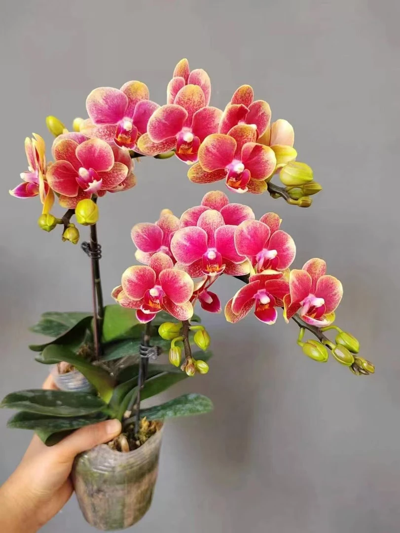 【爆花机器金蝶2花剑蝴蝶兰】2花剑蝴蝶兰盆栽大苗带花剑四季开花