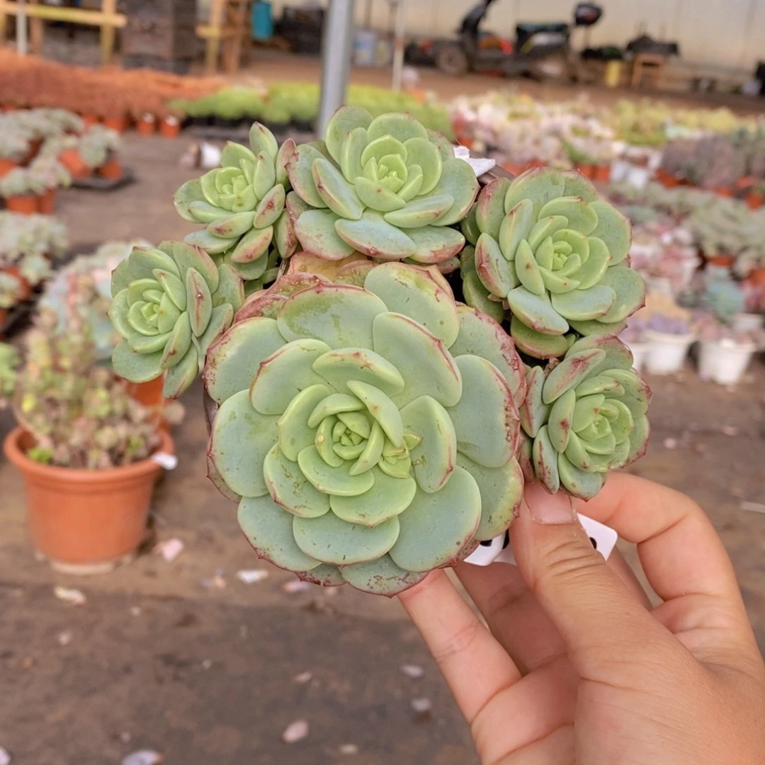 11518香草一物一拍