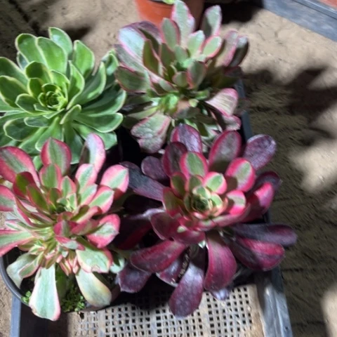 601多肉植物组合