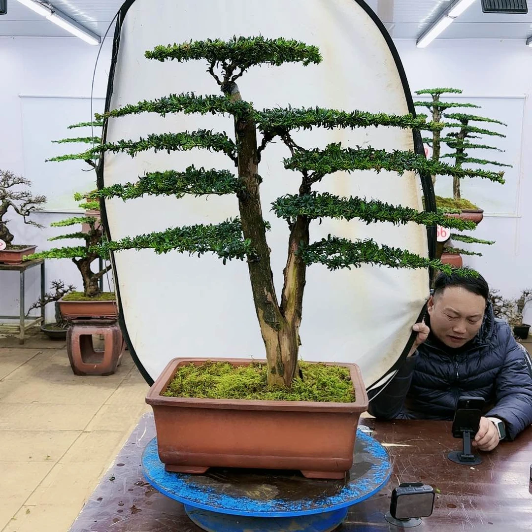 盆景欢迎大家一起来捡漏