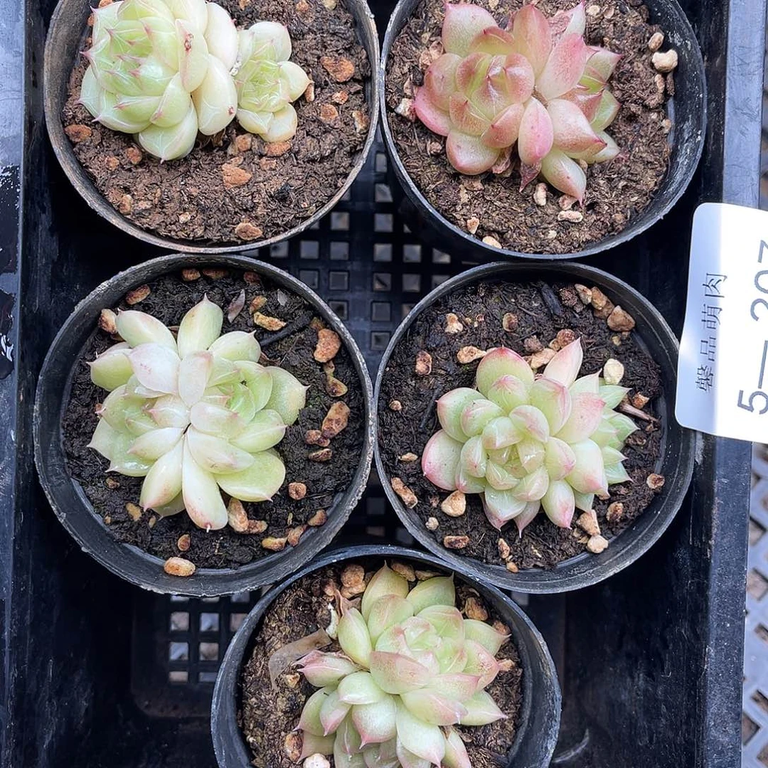 多肉一物一拍5-207