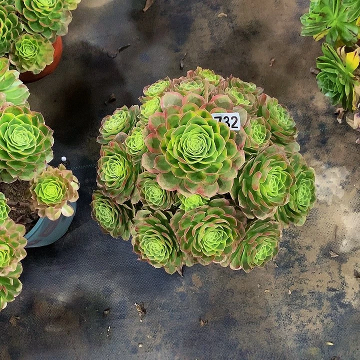 抠*姐多肉奶白锦7320000