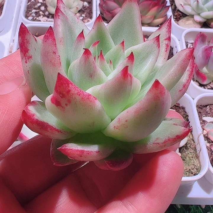 ?****官多肉植物多肉植物