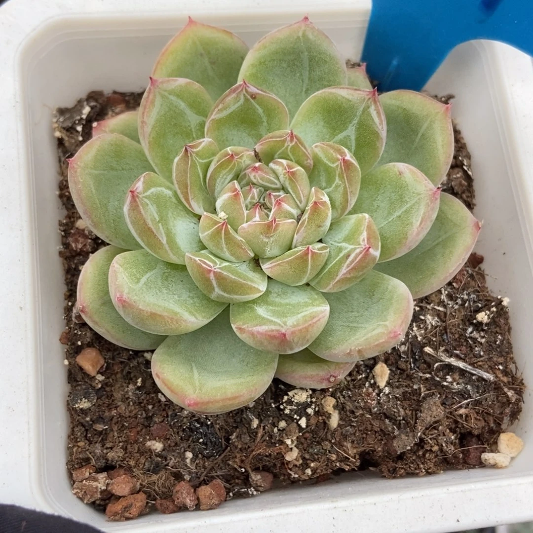 951雪花珍妮多肉植物