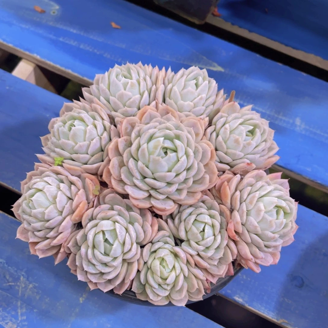 ?*?粉雪球，多肉植物