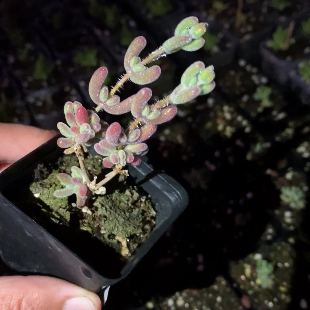 470号实生红叶枝干