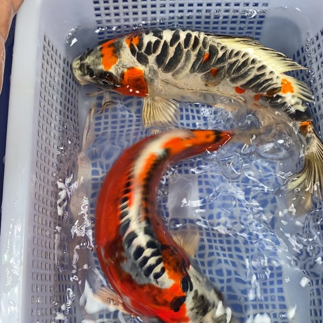 锦鲤冷水锦鲤包邮