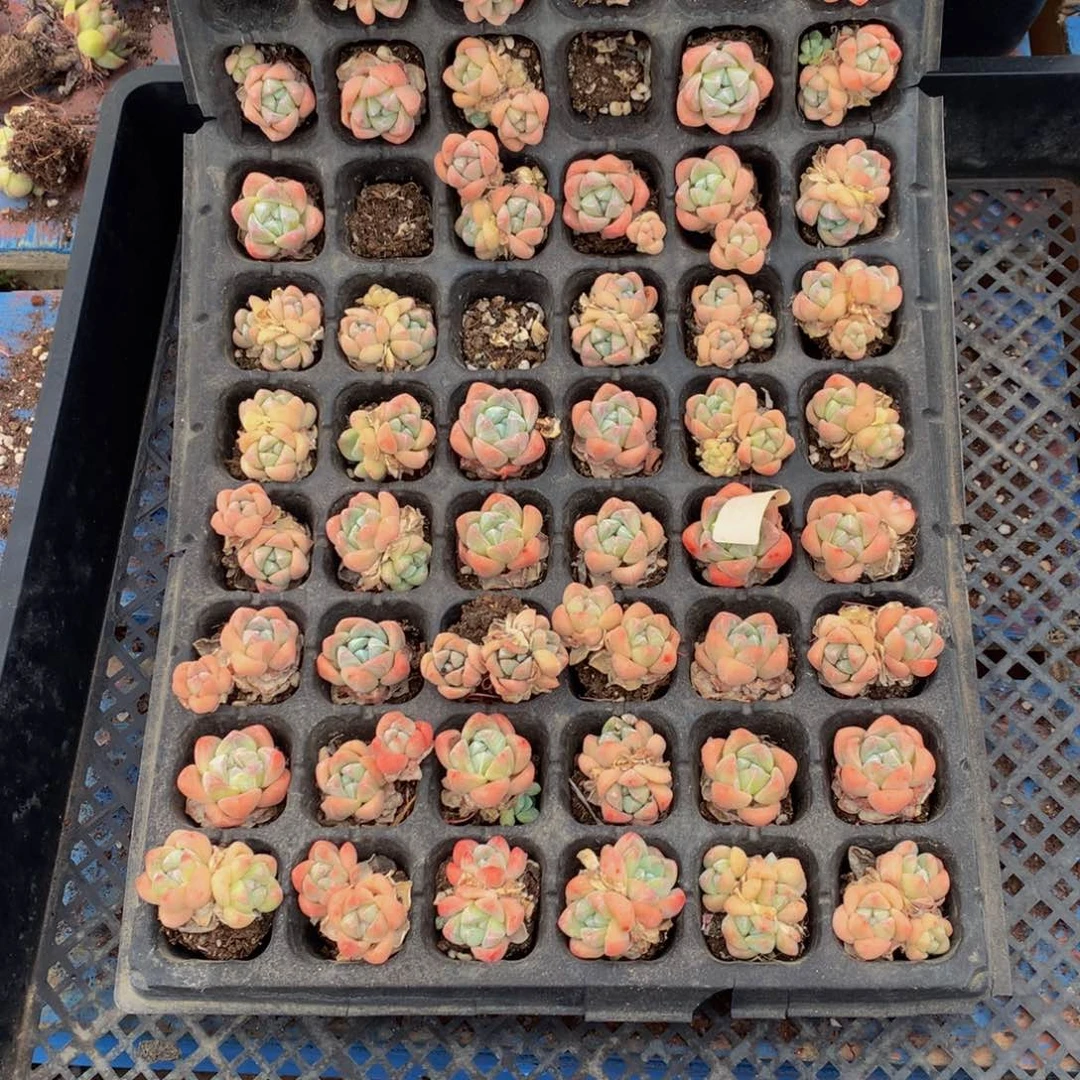 冰玉50个嗯嗯嗯嗯嗯嗯好喜欢