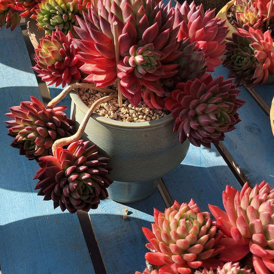 屁***儿榴莲美人带盆物流