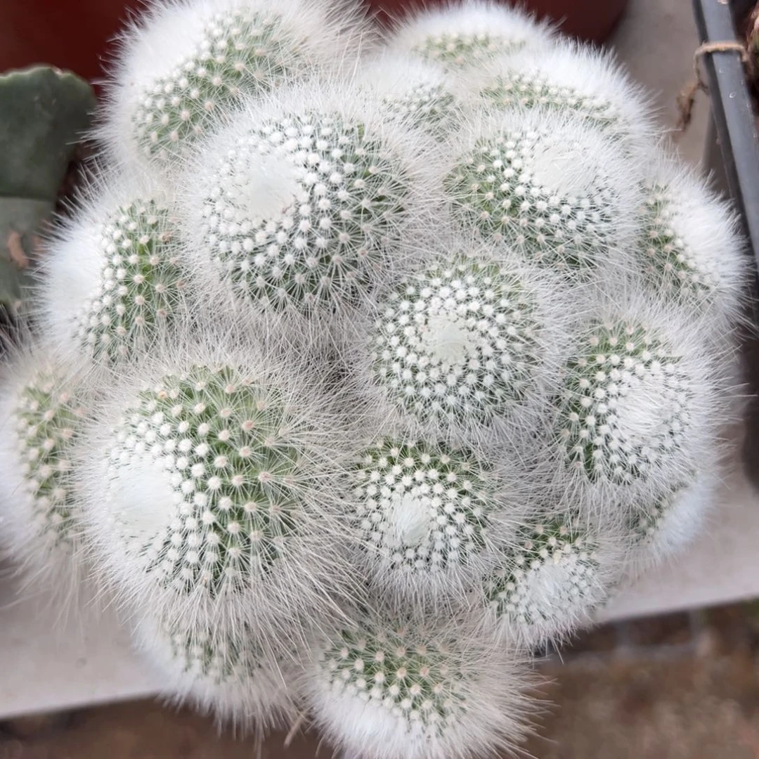 白小丁随机一颗。