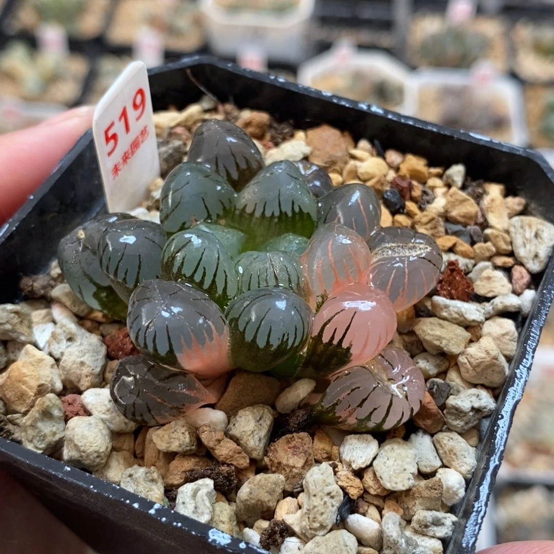 519冰灯玉露锦一物一图