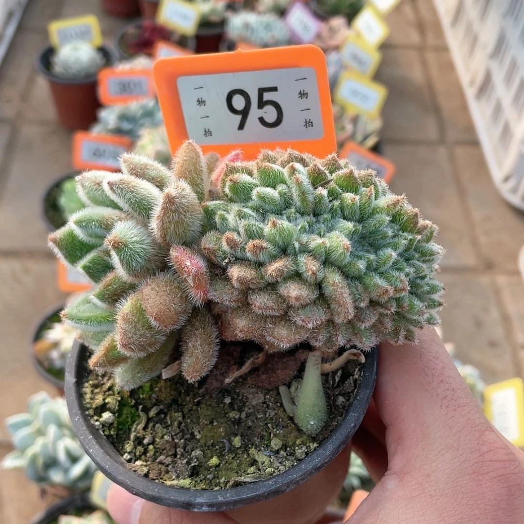 【闪购商品】95号的