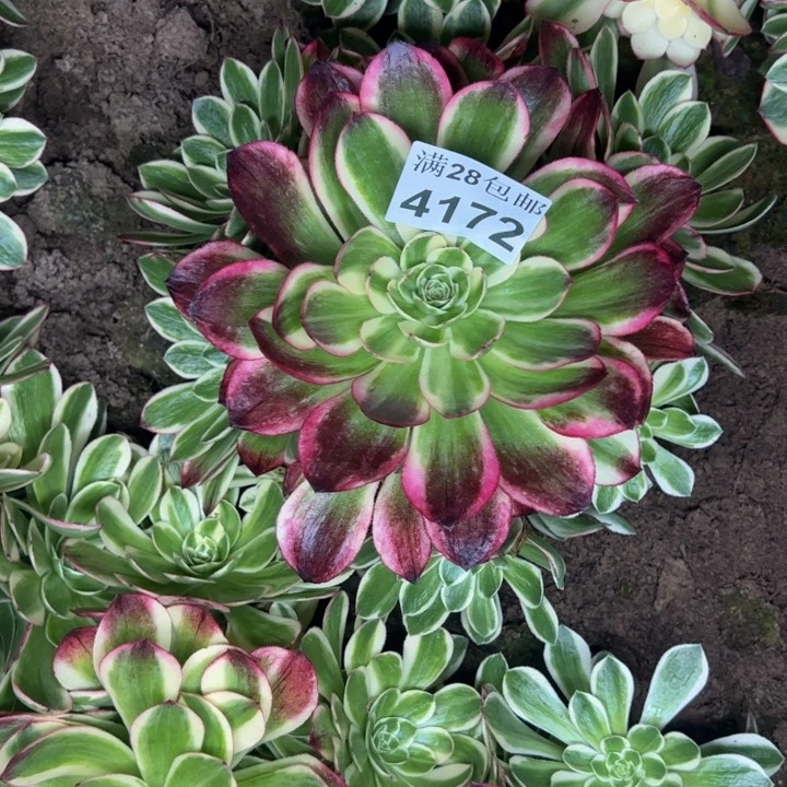 4172南海王多肉植物