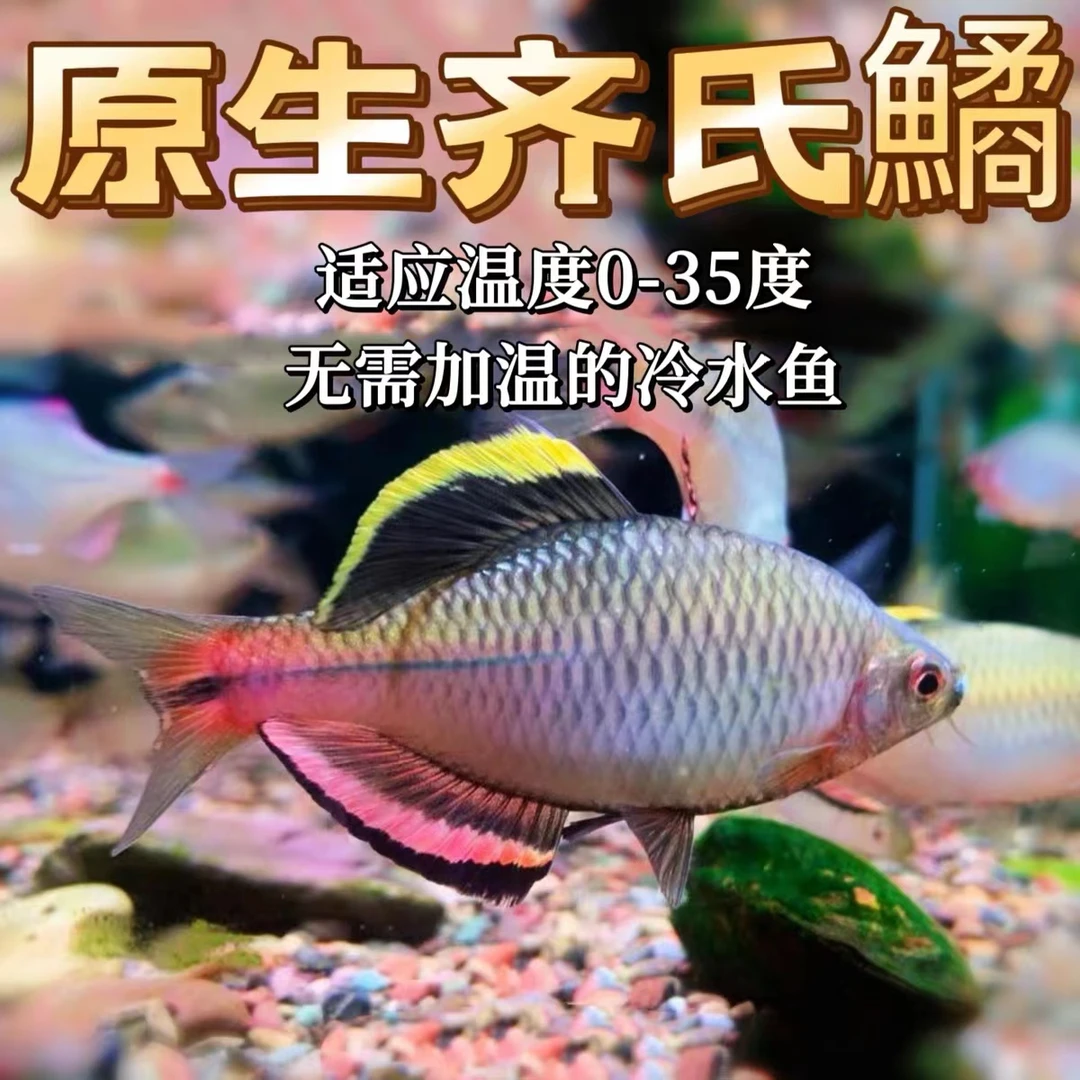 广东齐氏鱊小型鳑鲏小型原生广齐鳑鲏观赏鱼冷水鱼溪流鱼旁皮活物