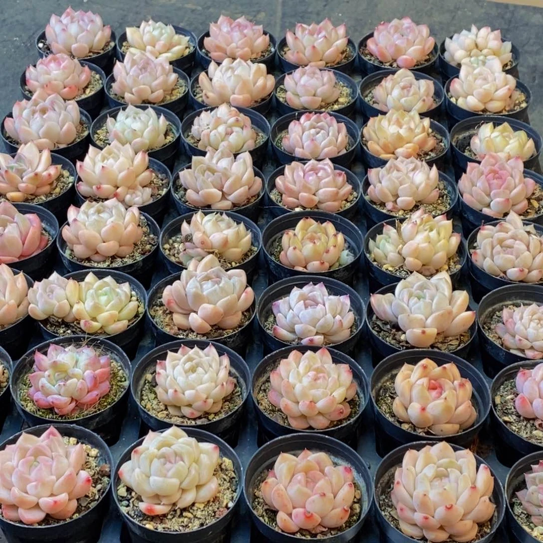 静*537多肉植物保护研究所所长助理