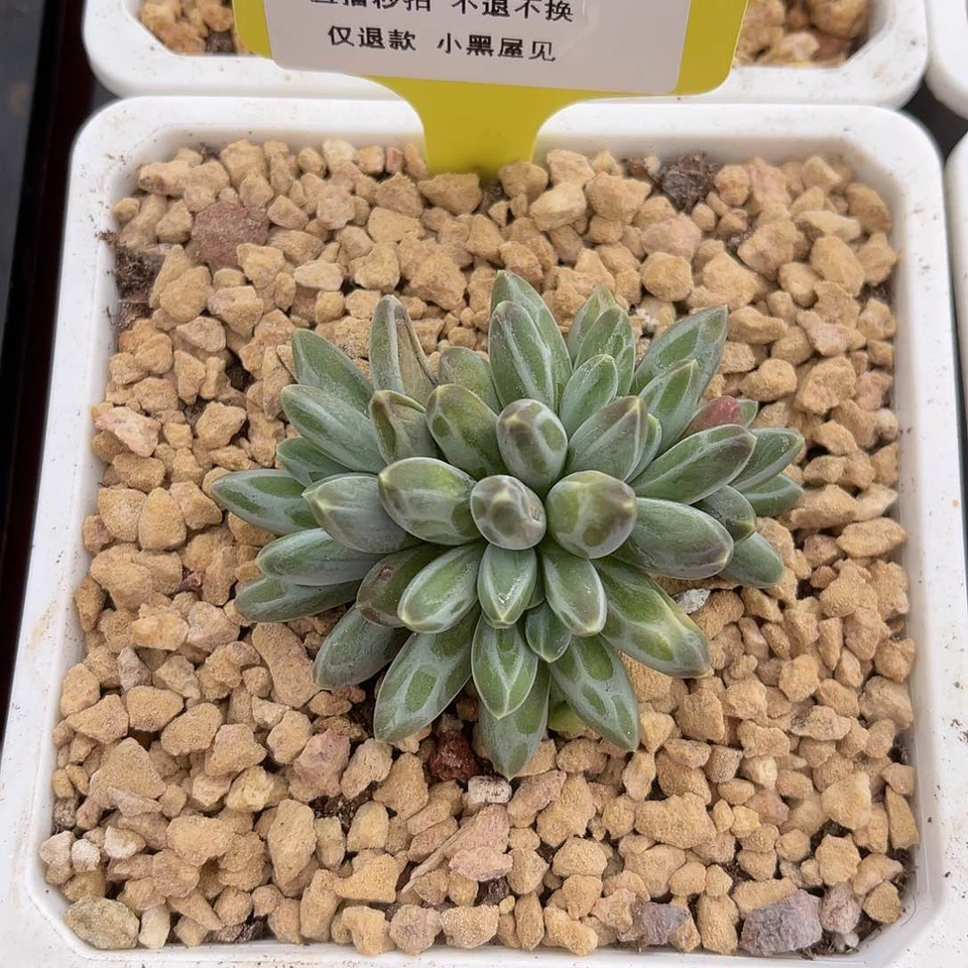 。**迷298伊卡杂小群寄养